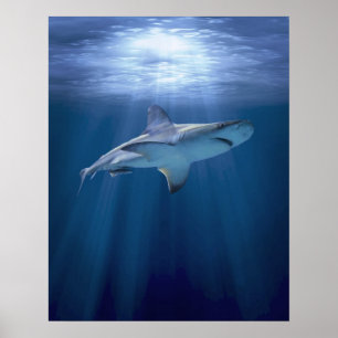 Póster Tiburón que cruza