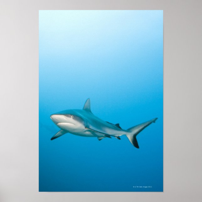 Póster Tiburones de arrecife gris (Carcharhinus amblyrhnc (Frente)