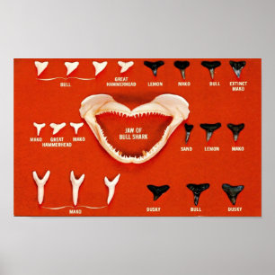 Póster Tiburones de Florida