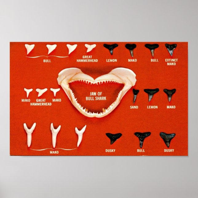 Póster Tiburones de Florida (Frente)