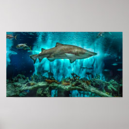 Póster Tiburones en el camino