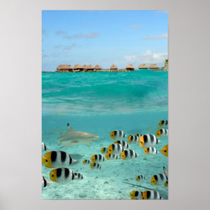 Póster Tiburones persiguiendo peces en el poster de la la