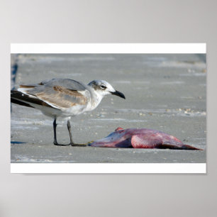 Póster Tidal Buffet