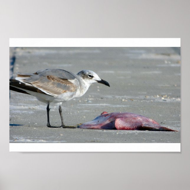 Póster Tidal Buffet (Frente)