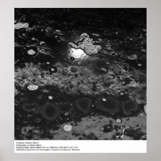Póster Tidepool, estación Bodega por Ansel Adams