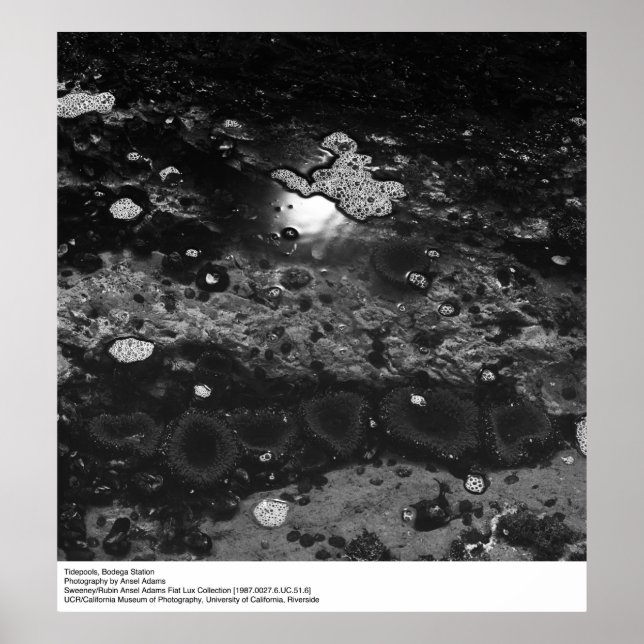Póster Tidepool, estación Bodega por Ansel Adams (Frente)
