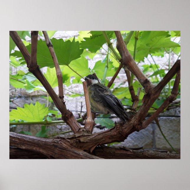 Póster Tidi my Bird the Parus Major (Frente)