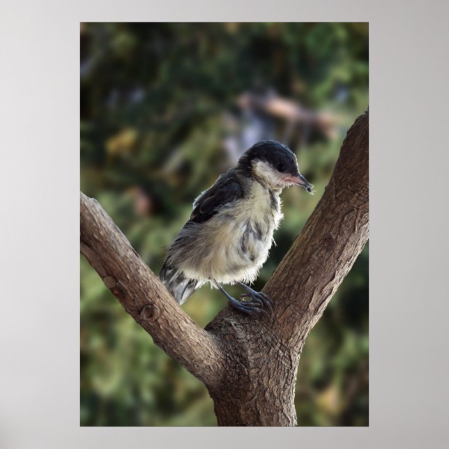 Póster Tidi my Bird the Parus Major (Frente)