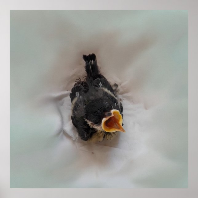 Póster Tidi my Bird the Parus Major (Frente)