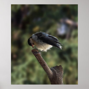 Póster Tidi my Bird the Parus Major
