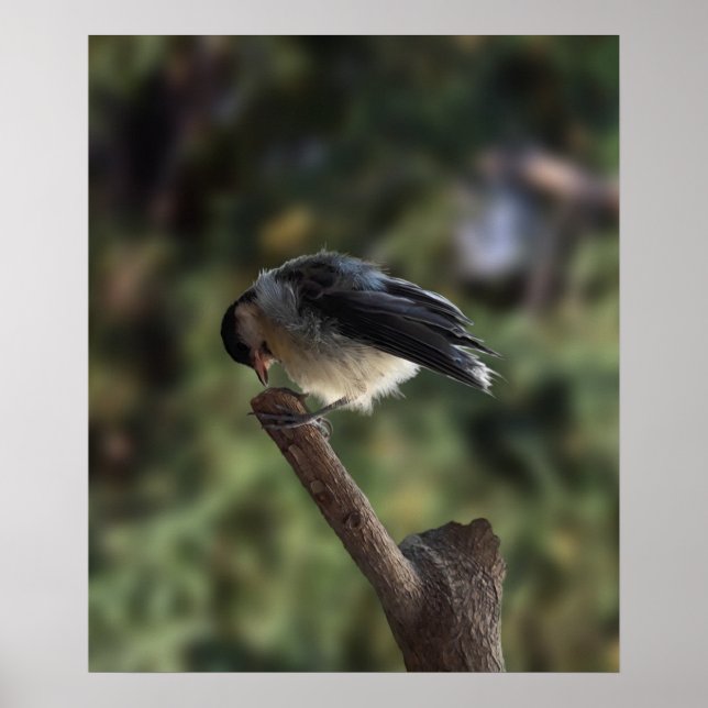 Póster Tidi my Bird the Parus Major (Frente)