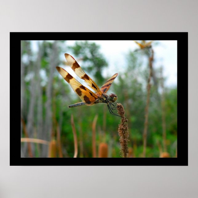 Póster Tiempo de alimentación (Frente)