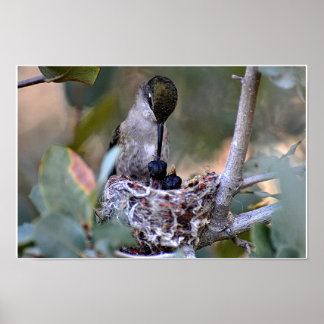 Póster Tiempo de alimentación de Hummingbird