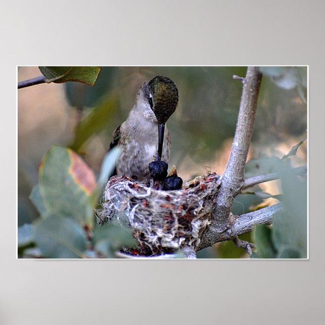 Póster Tiempo de alimentación de Hummingbird (Frente)