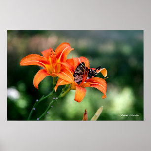 Póster Tiempo de alimentación en los Lillies 4