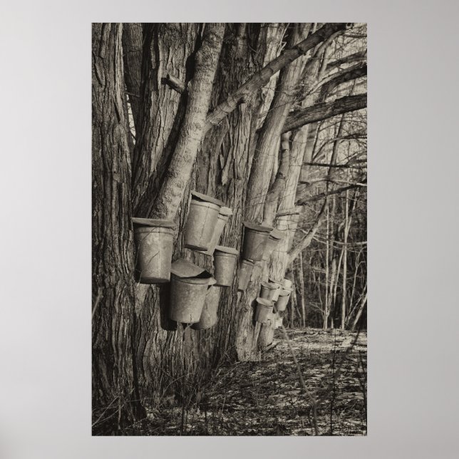 Póster Tiempo de arce de arce (Frente)