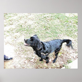 Póster Tiempo De Caminar Por El Perro