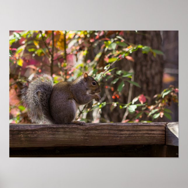 Póster Tiempo de Chow de ardilla (Frente)