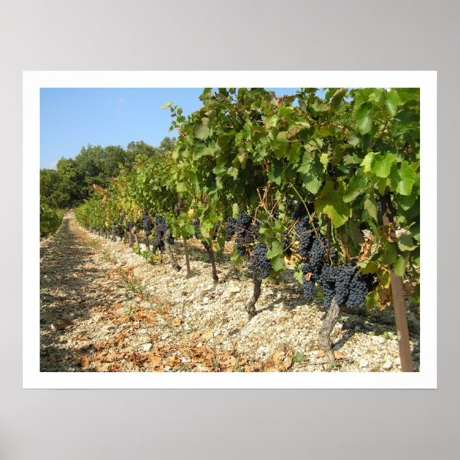 Póster Tiempo de cosecha (Frente)