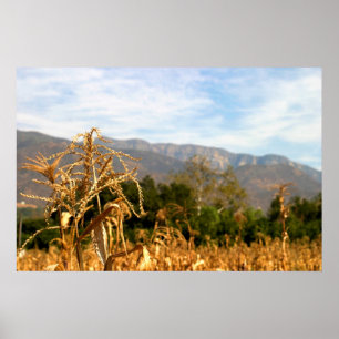 Póster Tiempo de cosecha