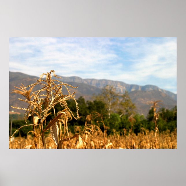 Póster Tiempo de cosecha (Frente)