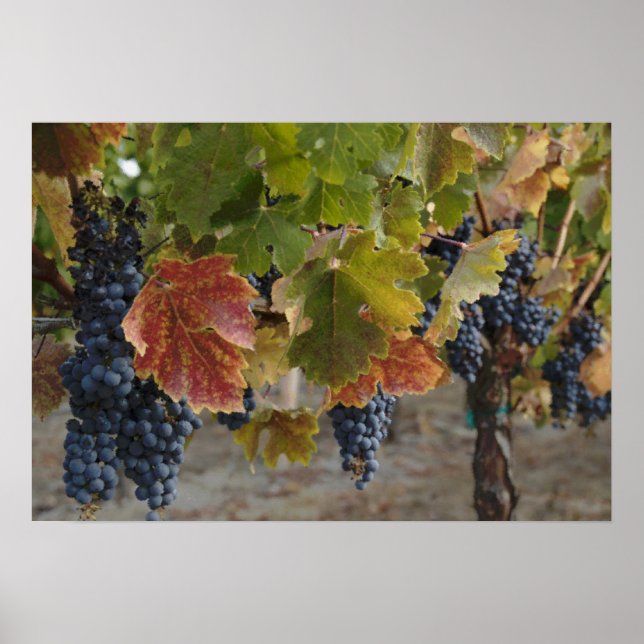 Póster Tiempo de cosecha (Frente)