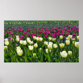 Póster Tiempo de primavera en Holanda con tulipanes