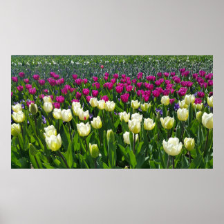 Póster Tiempo de primavera en Holanda con tulipanes