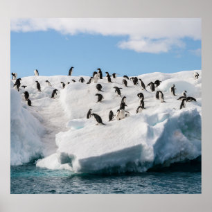 Póster Tiempo de reproducción de Gentoo Penguin Antártica