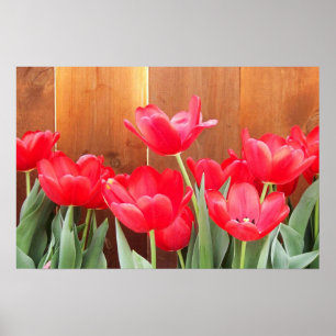Póster Tiempo de Tulipanes