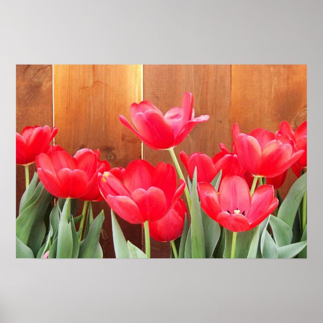 Póster Tiempo de Tulipanes (Frente)