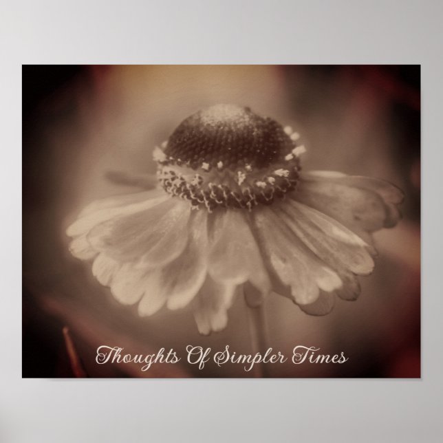 Póster Tiempos más simples Sepia Zinnia flor Nostalgia (Frente)