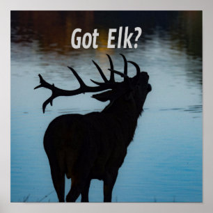Póster ¿Tienes a Elk? Humor divertido de Hunter