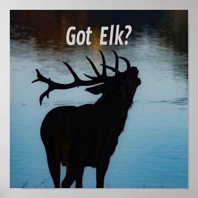 Póster ¿Tienes a Elk? Humor divertido de Hunter (Frente)