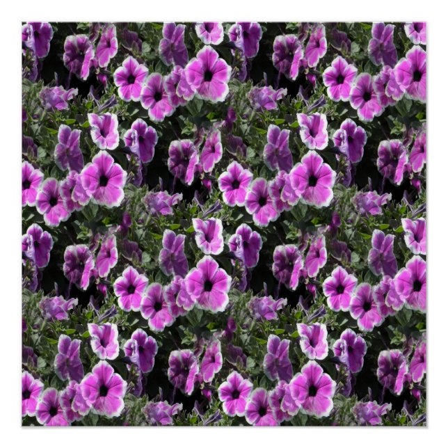 Póster Tierra de Petunia... (Anverso)