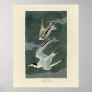 Póster Tierra menor (menos) - Los pájaros de América de A