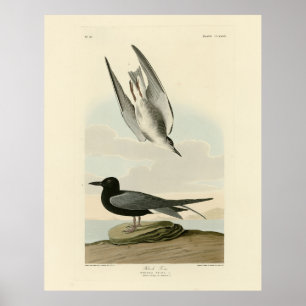 Póster Tierra negra de los pájaros de América de Audubon
