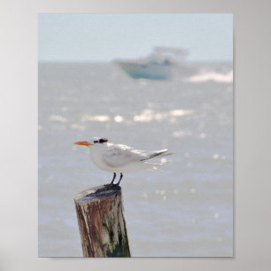 Póster Tierra Real de Florida