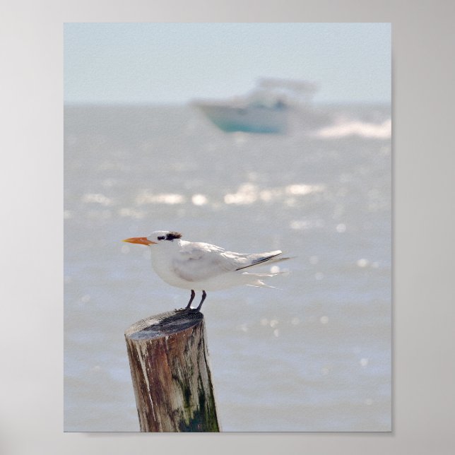 Póster Tierra Real de Florida (Frente)