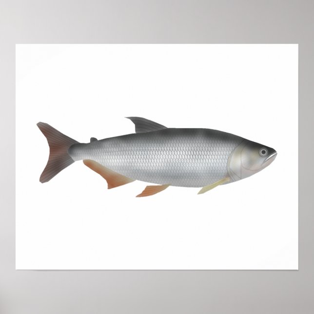 Póster Tiete tetra (Frente)