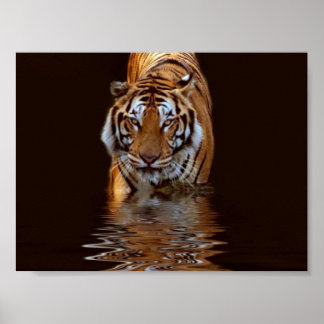 PÓSTER TIGER