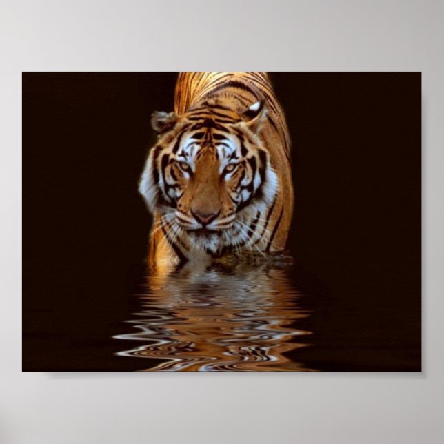 PÓSTER TIGER (Frente)