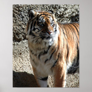 Póster Tiger