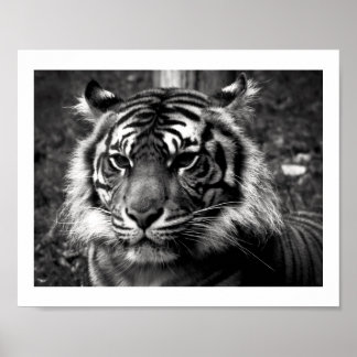 Póster Tiger