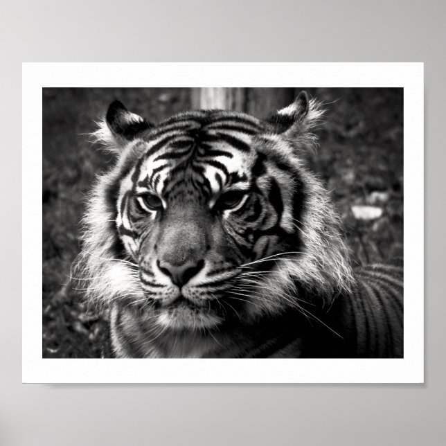 Póster Tiger (Frente)
