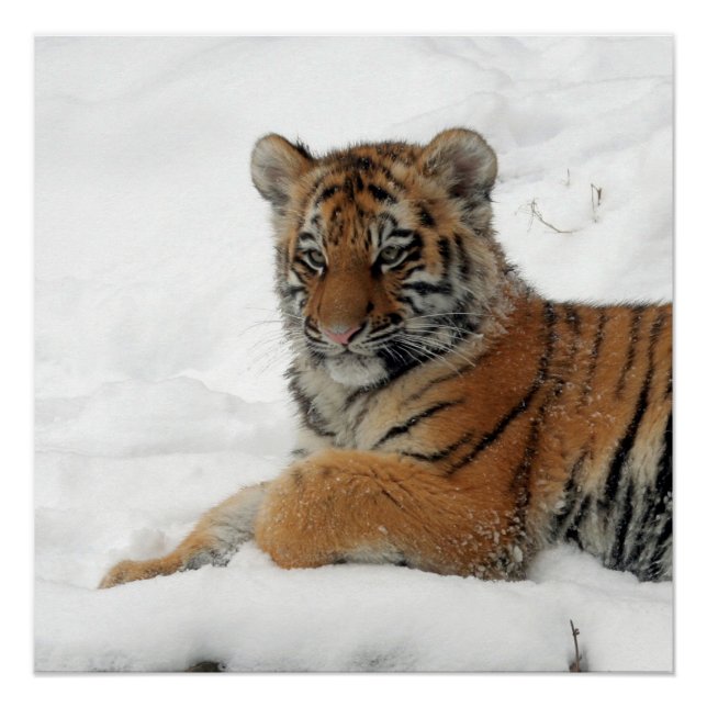 Póster Tiger_2015_0101 (Anverso)
