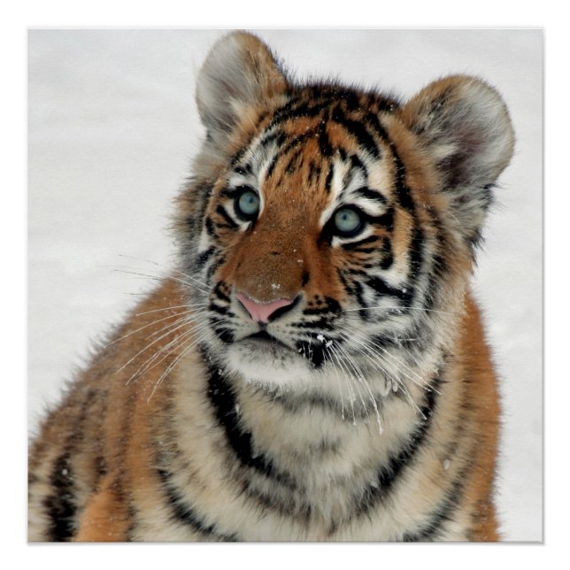 Póster Tiger_2015_0108 (Anverso)