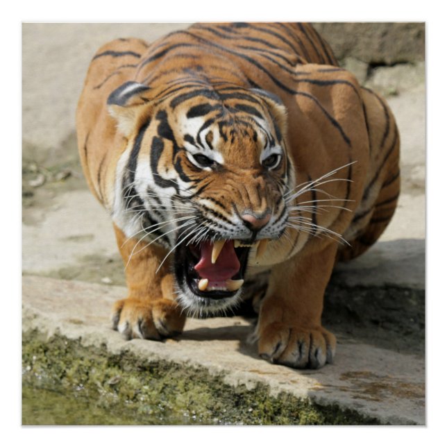 Póster Tiger_2015_0156 (Anverso)