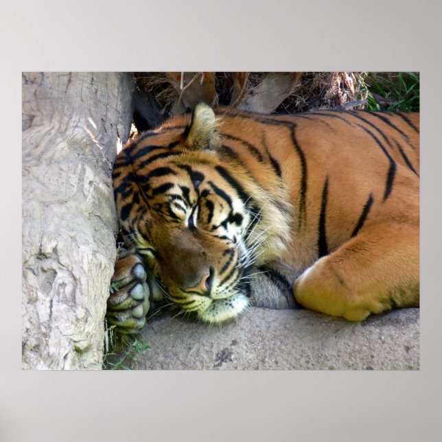 Póster Tiger Asleep (Frente)