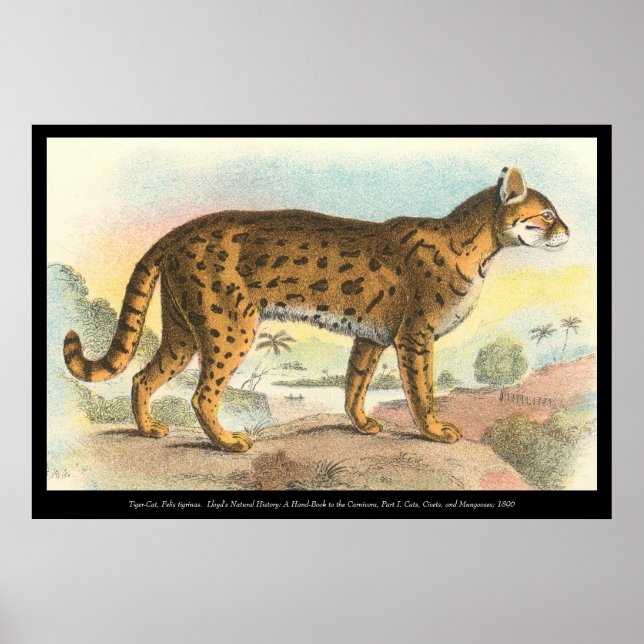 Póster Tiger-Cat (Frente)